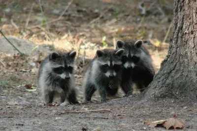 Three Little Amigos