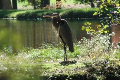 Heron