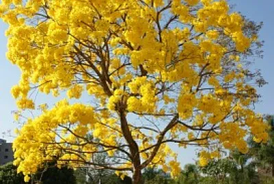 Ipê-amarelo