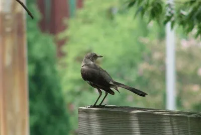 Mocking Bird
