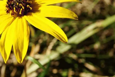 Yellow Daisy
