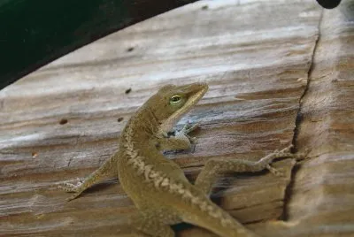 Lizard