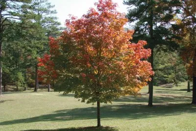 Fall Colors
