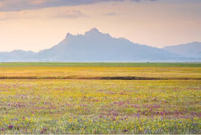 Campo Florido jigsaw puzzle