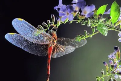 libÃ©lula
