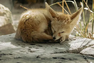  jigsaw puzzle