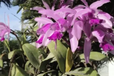 Flores LilÃ¡s