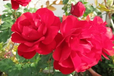 rose