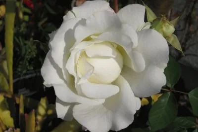 white rose