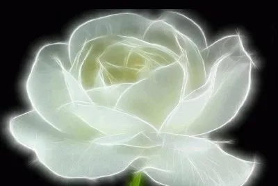 Rosa 3D