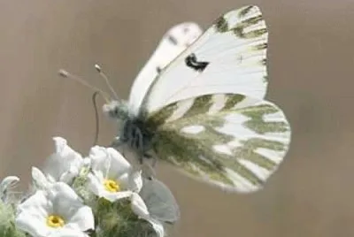 Borboleta Branca