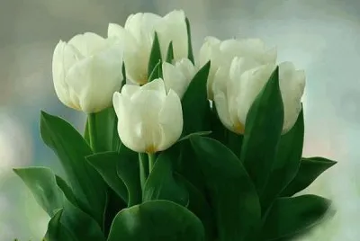 amo