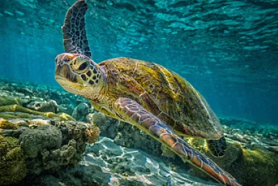 Tortuga Carey jigsaw puzzle