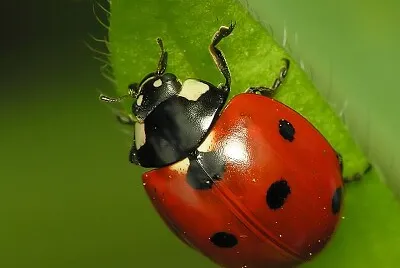 Coccinelle à sept points jigsaw puzzle