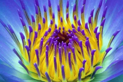 Roxo e Amarelo