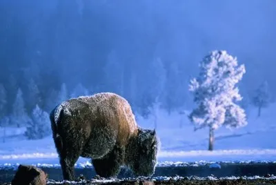 פאזל של Yellowstone Bison