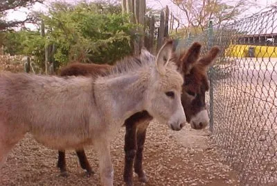 Bram and Friend