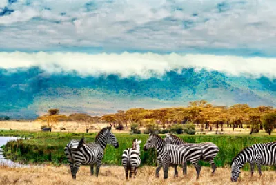 Cebras en la sabana jigsaw puzzle