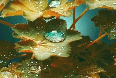 natureza