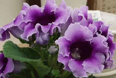 Purple Ruffle Flowers