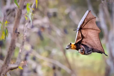 Murcielago con su cria