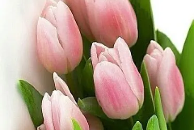 fiori