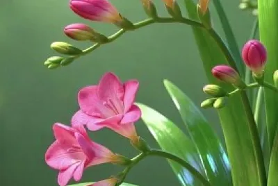 fiori
