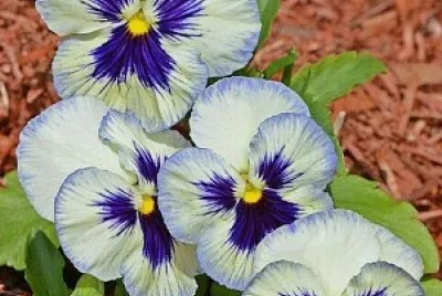 fiori