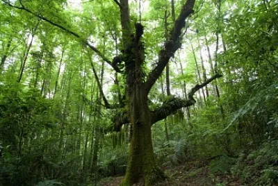 bosque mesofilo de montaña