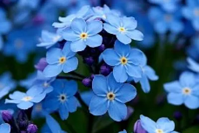 fiori