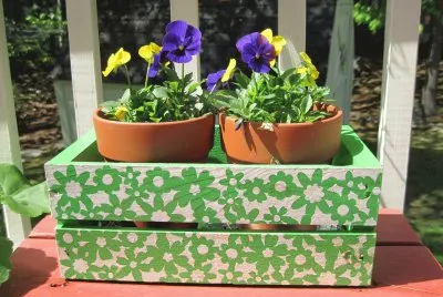 Summer Plants