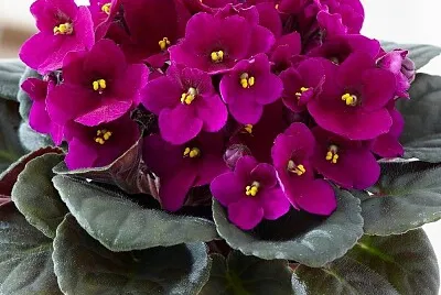 fiori