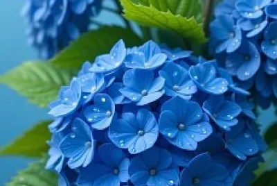 fiori