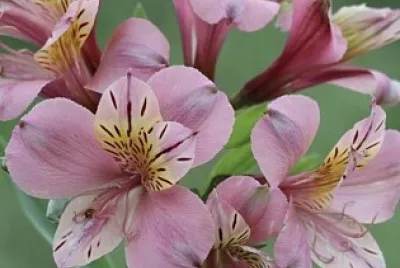 fiori