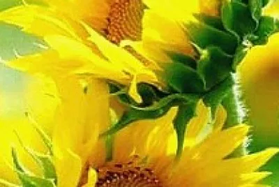 fiori