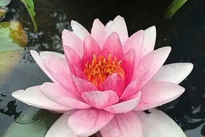 fiori