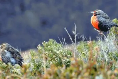 Pechitos colorados
