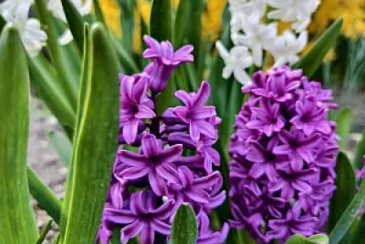 fiori