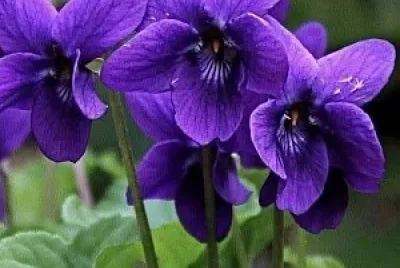 fiori