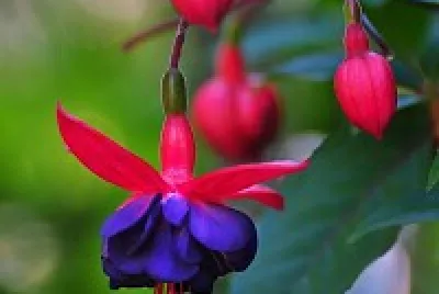 fiori