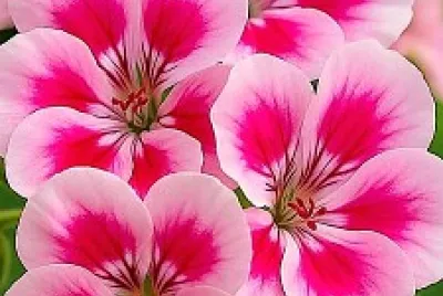 fiori
