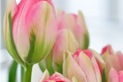 fiori
