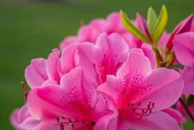 fiori