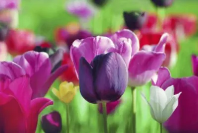 PRIMAVERA