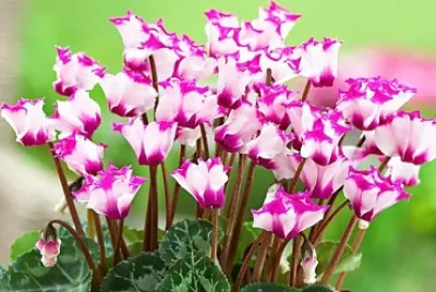 fiori
