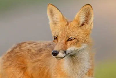 fox