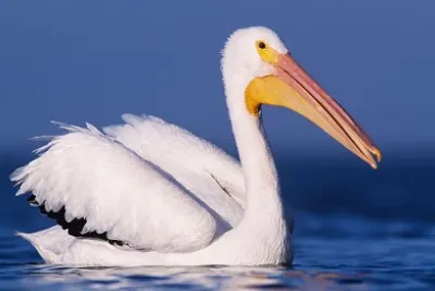 pelican