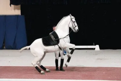 Lipizzaner Stallion