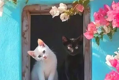 gato jigsaw puzzle