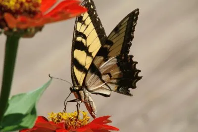 Tiger Swallowtail on Red